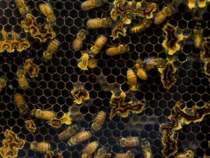a bunch of bees that are inside of a beehive